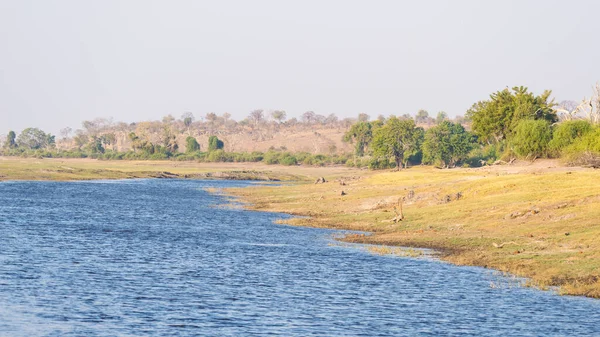 Boot Cruise Wildlife Safari Chobe River Namibië Botswana Grens Afrika — Stockfoto