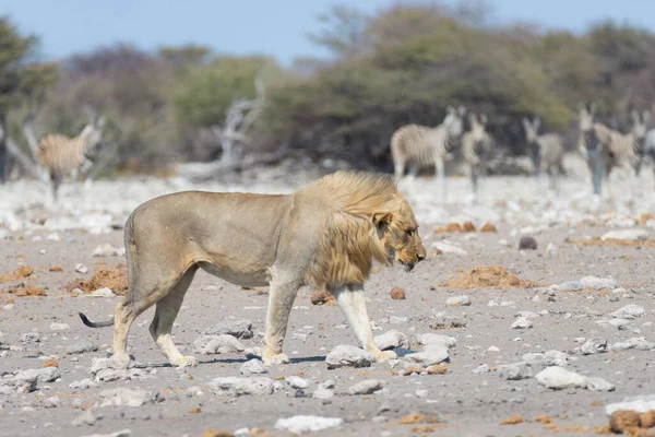 Leone Con Zebras Sfocato Sullo Sfondo Safari Naturalistico Nel Parco — Foto Stock