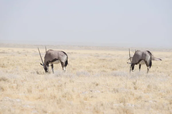 Oryx Pie Sabana Africana Majestuoso Parque Nacional Etosha Mejor Destino — Foto de Stock