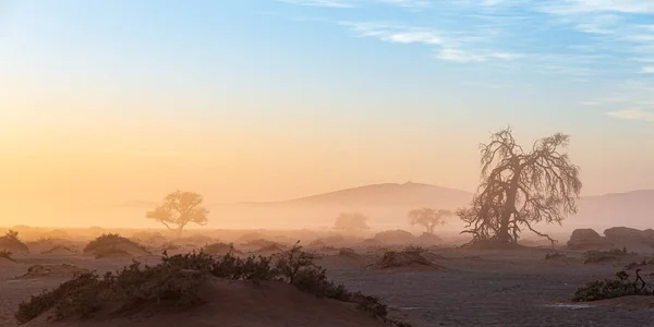 Sossusvlei 纳米比亚 相思树和沙子在晨光 薄雾和雾气中显得朦胧不堪 纳米布沙漠 纳米布Naukluft国家公园的路途旅行 非洲旅游目的地 — 图库照片