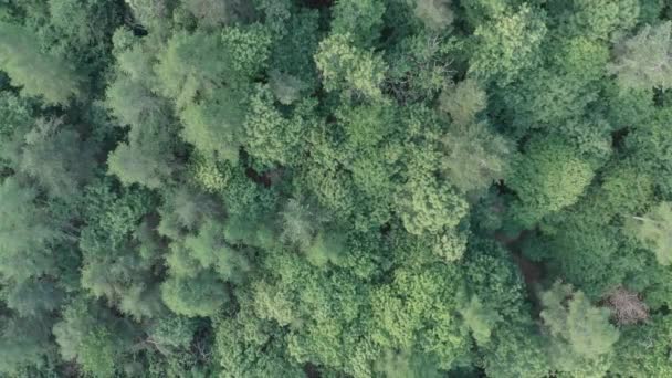 Aerial Flying Directly Emerald Green Forest Woodland Springtime Bird Eye — Stock Video