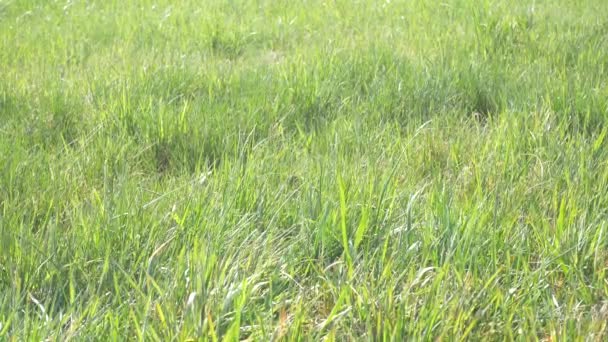 Pradera Verde Primavera Hierba Soplando Viento Cerca — Vídeos de Stock