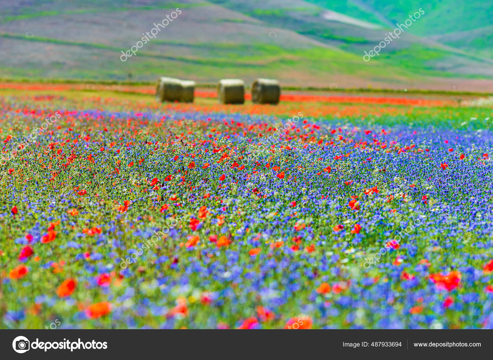 лавандовые поля во франции. уилтшир,,круги на полях. самое известное поле. поле для гольфа сент эндрюс. рапсовые поля краснодарский край.