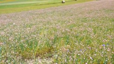 Yavaş çekim: Çiçekli tarlalar, Apennines, Castelluccio di Norcia Highlands, İtalya 'da ünlü renkli çiçek ovaları. Mercimek ekinleri, kırmızı gelincikler ve mavi çiçek tarımı.