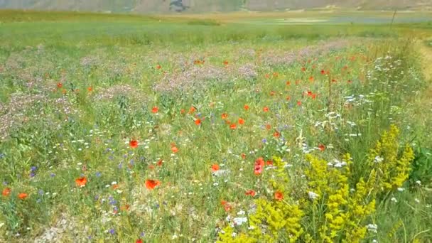 スローモーション 栽培フィールドを開花させ Apenninesで有名なカラフルな開花平野 Casteluccio Norcia高地 イタリア レンタル作物 赤いケシと青いトウモロコシの農業 — ストック動画