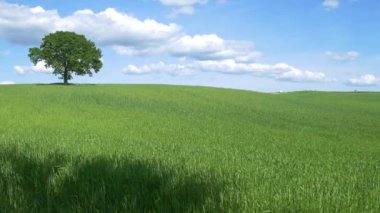 İtalya, Toskana, Orcia Vadisi 'nde eşsiz yeşil bir manzara. Tarımsal tepe ve tahıl tarlalarında tek bir yalnız ağaç..