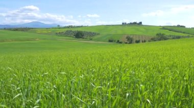 İtalya, Toskana, Orcia Vadisi 'nde eşsiz yeşil bir manzara. Üretilmiş tepe tarlaları ve tahıl ekinleri.