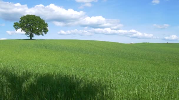 Einzigartige Grüne Landschaft Orcia Valley Toskana Italien Einzelner Baum Bewirtschafteten — Stockvideo