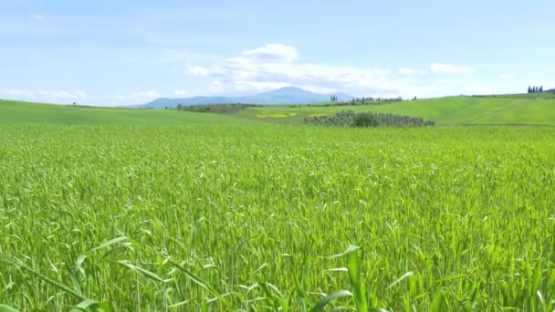 Einzigartige Grüne Landschaft Orcia Valley Toskana Italien Kultivierte Hügel Und — Stockvideo