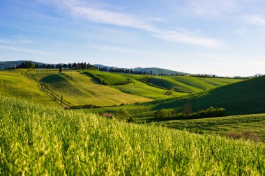 İtalya, Toskana, Volterra Vadisi 'ndeki eşsiz yeşil manzara. Ekilmiş tepe ve mısır gevreği tarlaları üzerinde manzara dramatik gökyüzü ve günbatımı ışığı. Toscana, İtalya.