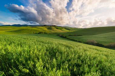 İtalya, Toskana, Volterra Vadisi 'ndeki eşsiz yeşil manzara. Ekilmiş tepe ve mısır gevreği tarlaları üzerinde manzara dramatik gökyüzü ve günbatımı ışığı. Toscana, İtalya.
