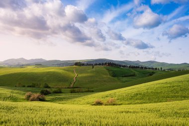 İtalya, Toskana, Volterra Vadisi 'ndeki eşsiz yeşil manzara. Ekilmiş tepe ve mısır gevreği tarlaları üzerinde manzara dramatik gökyüzü ve günbatımı ışığı. Toscana, İtalya.