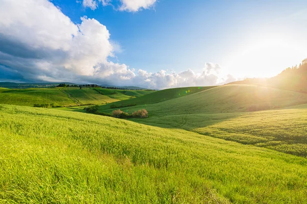 İtalya, Toskana, Volterra Vadisi 'ndeki eşsiz yeşil manzara. Ekilmiş tepe ve mısır gevreği tarlaları üzerinde manzara dramatik gökyüzü ve günbatımı ışığı. Toscana, İtalya.