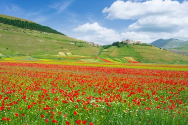 Castelluccio di Norcia yaylaları, İtalya, ekili tarlalar, Apennines 'teki ünlü turist renkli çiçek ovaları. Mercimek ekinleri ve kırmızı haşhaş tarımı.