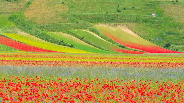 意大利北部高地城堡 繁茂的耕地 着著名的五彩缤纷的五彩缤纷的亚平宁平原 小扁豆和红罂粟的农业 免版税图库照片