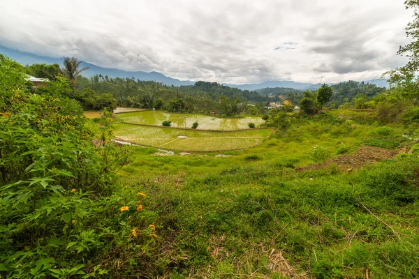 Sulawesi pirinç tarlaları — Stok fotoğraf