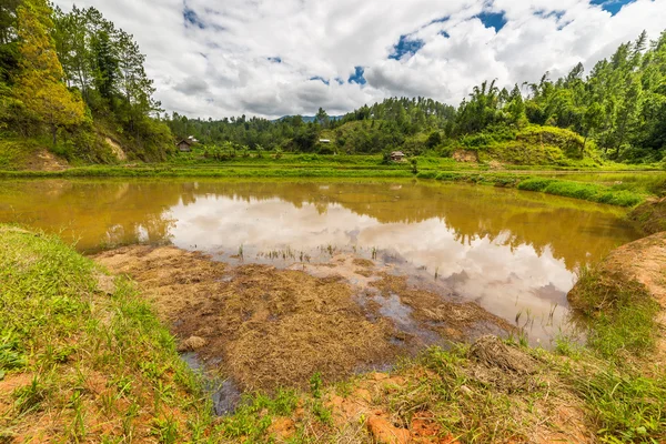 Sulawesi rijstvelden — Stockfoto