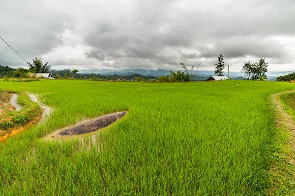Campos de arroz Sulawesi —  Fotos de Stock