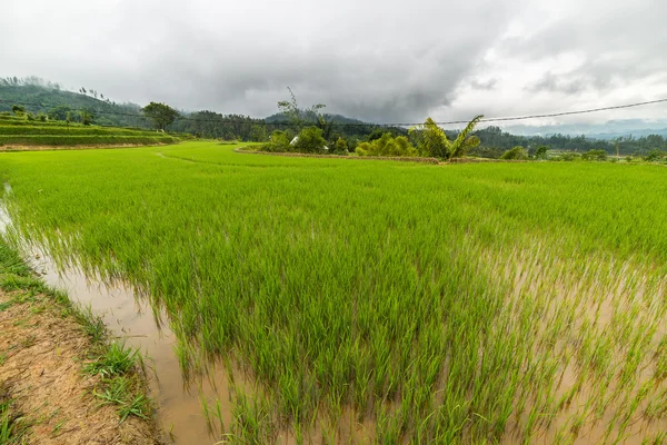 Sulawesi rijstvelden — Stockfoto