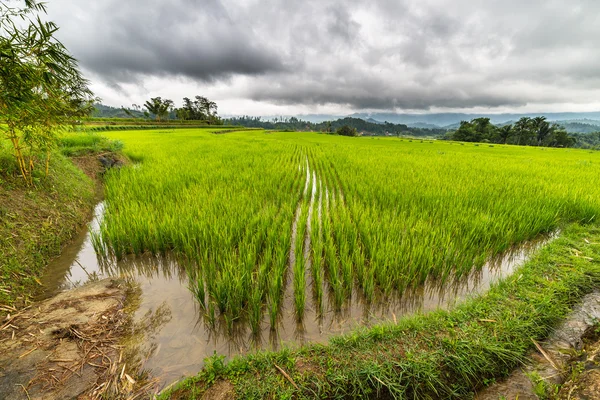 Campos de arroz Sulawesi — Fotografia de Stock