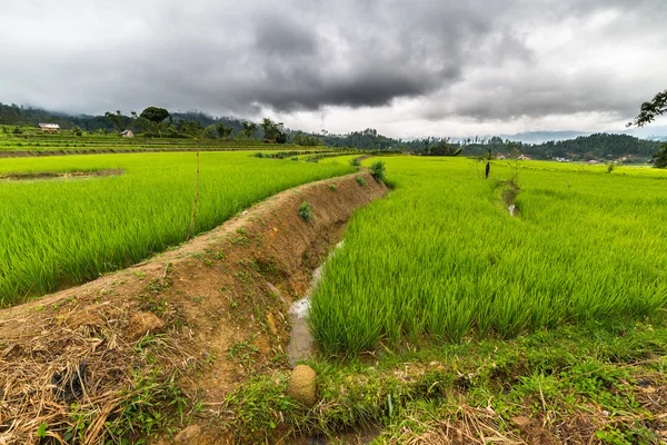Сулавесі рисових полів — стокове фото