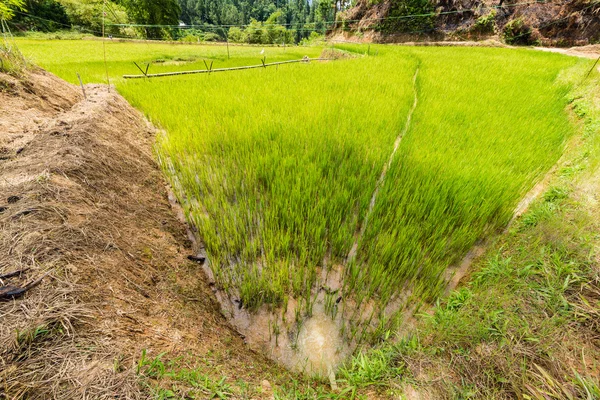 Toraja landschap — Stockfoto