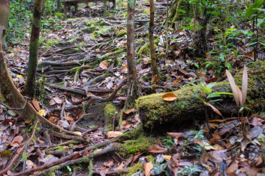 Borneo yağmur ormanları