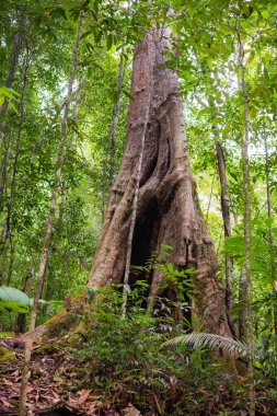 Borneo yağmur ormanları