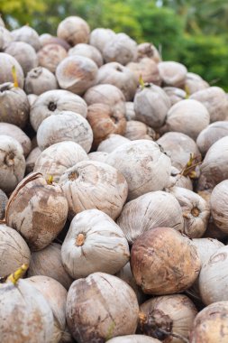 Olgun Hindistan cevizi yığını