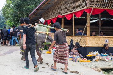 Tana Toraja geleneksel cenaze
