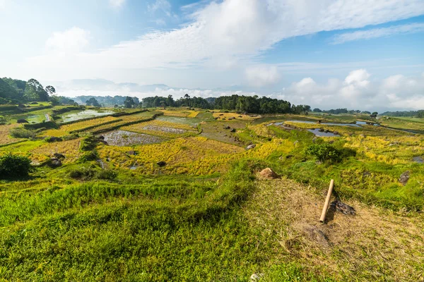 Stunning rice paddies landscape — Stock Photo, Image
