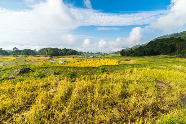 Fantastisk risfält landskap — Stockfoto