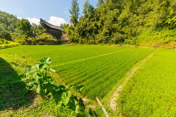 Toraja traditional culture and life — Stock Photo, Image