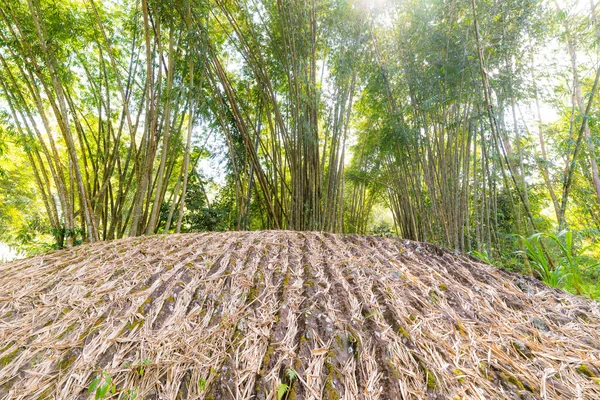 Árvore de bambu na luz de fundo — Fotografia de Stock