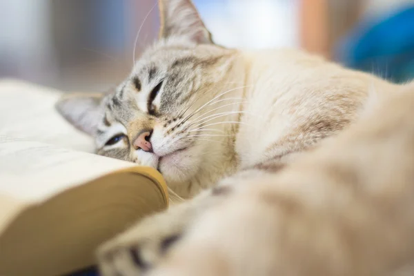 Gato preguiçoso em livro aberto — Fotografia de Stock