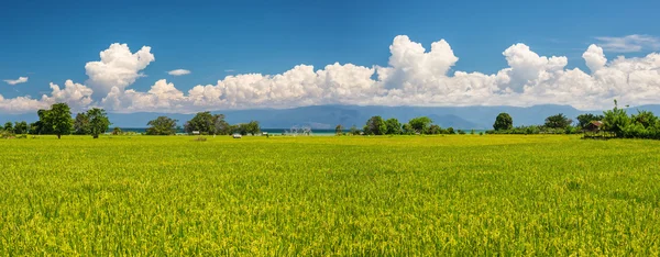 Paisagem de campos de arroz indonésio Fotos De Bancos De Imagens Sem Royalties