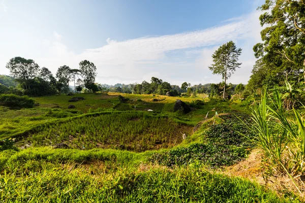 Çarpıcı pirinç paddies manzara — Stok fotoğraf