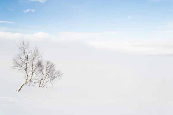 Environnement alpin franc — Photo