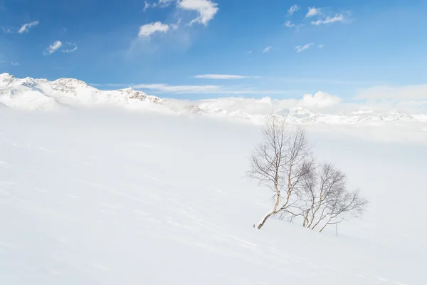 Ambiente alpino candido — Foto Stock