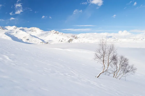 Ambiente alpino candido — Foto Stock