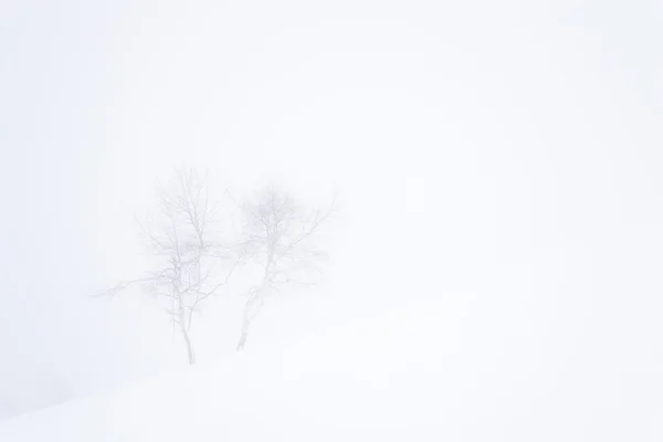 Ambiente invernal de ensueño —  Fotos de Stock