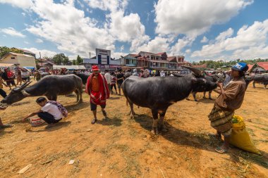 Rantepao pazarda Buffalo