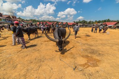 Rantepao pazarda Buffalo