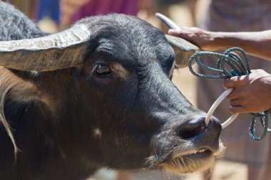 Rantepao pazarda Buffalo