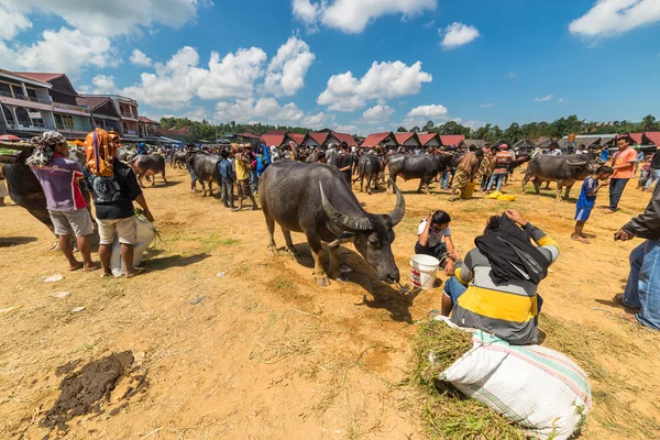 Mercado de Buffalo em Rantepao — Fotografia de Stock