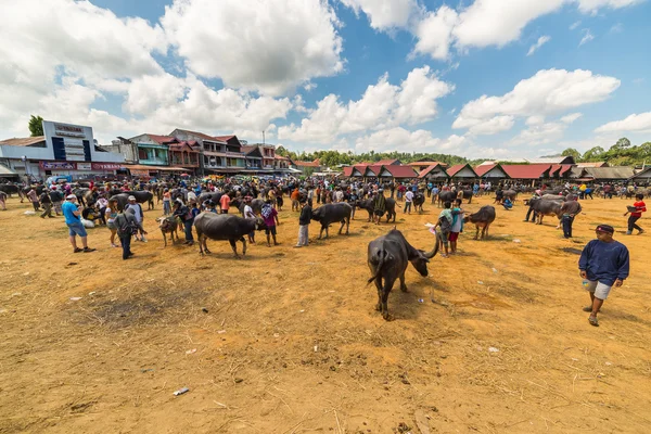 在 Rantepao 的水牛城市场 — 图库照片