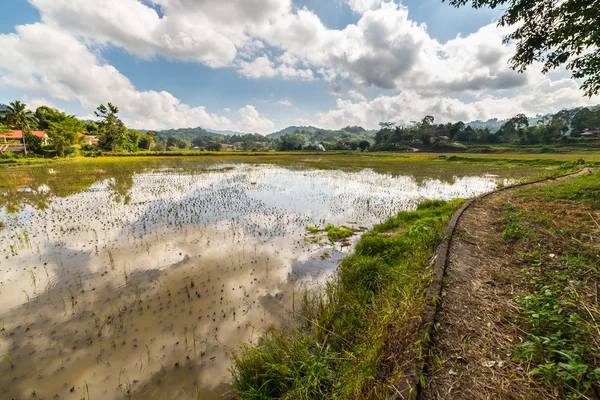 Toraja paisaje, arrozales —  Fotos de Stock