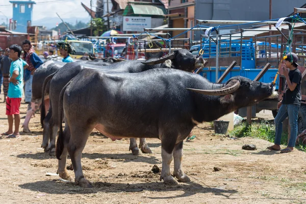 Buffalo market in Rantepao — Stock Photo, Image