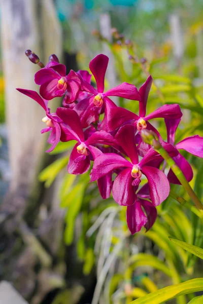 Borneo Malezji orchid garden — Zdjęcie stockowe