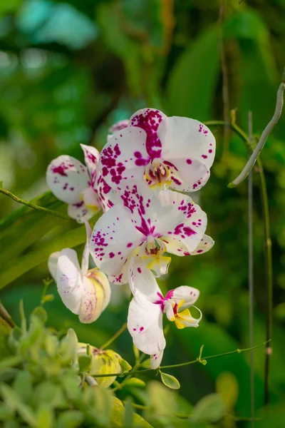 Borneo Malezji orchid garden — Zdjęcie stockowe